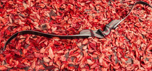 Bogen auf herbstlich-rot gefärbtem Laub am Boden